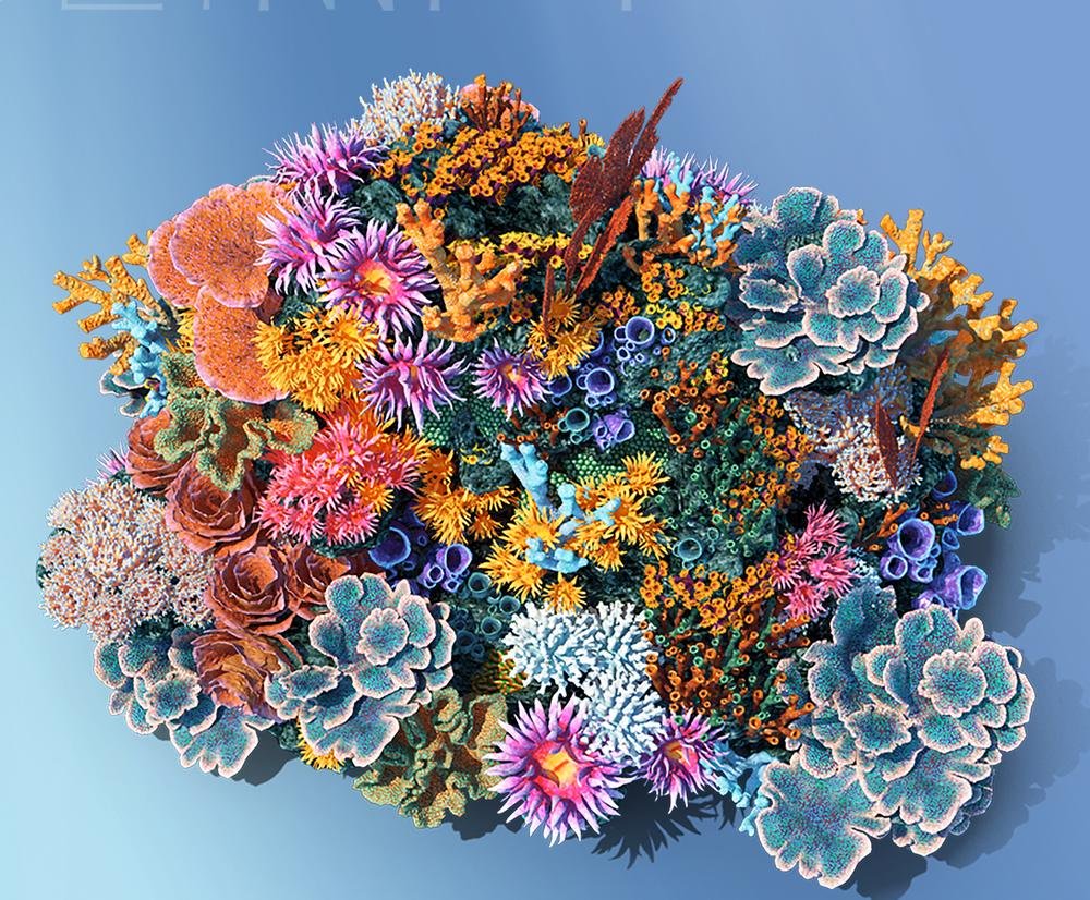 Coral reef, study