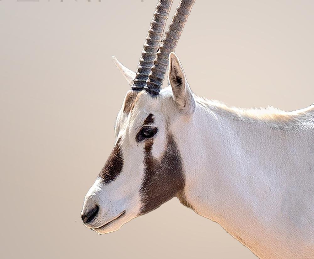 Arabian oryx