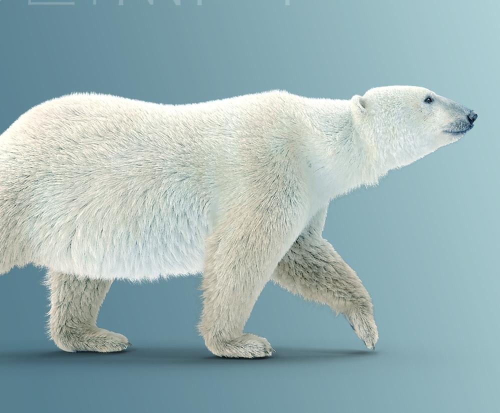 Polar bear